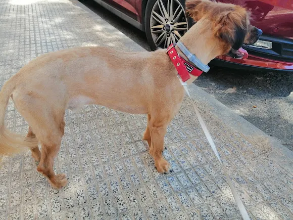 ANIMALADAS PELUQUERIA CANINA-FELINA - San Juan de Alicante