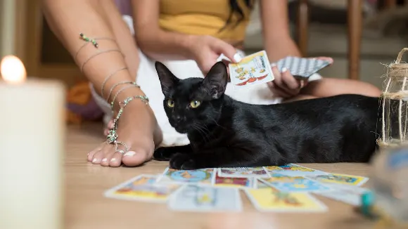 Tarot Denia OM Life