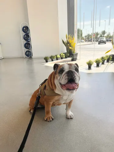 Hospital Veterinario DRL Elche - Elche