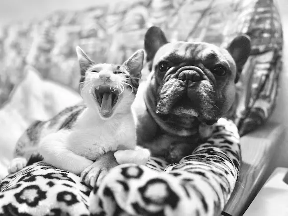 Clinica Veterinaria Alacant - Alicante