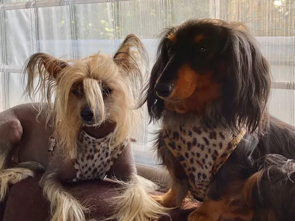 Clínica Veterinaria El Perro Verde