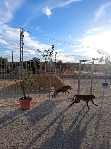 SeguraCan Centro Canino - San Vicente del Raspeig