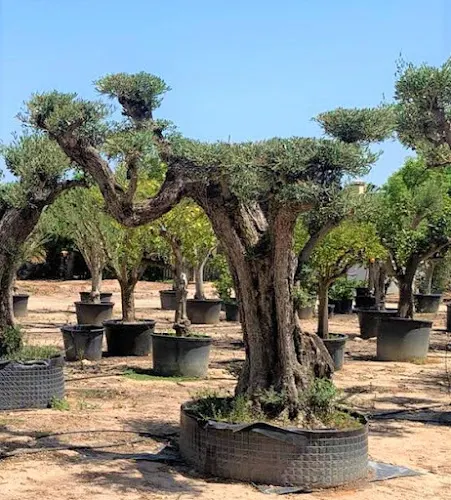 ComEx Plantas S.L. - Crevillent