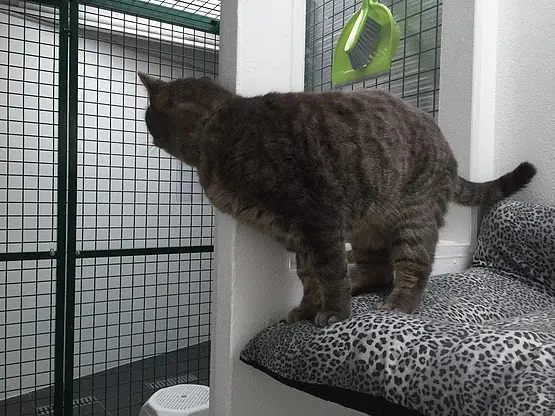 Kingdom of Cats (Luxury Cattery) - el Benitachell/Poble Nou de Benitatxell