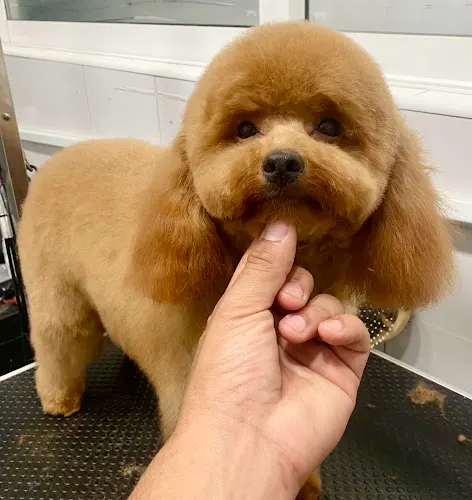 Waowao Peluquería Canina Benidorm