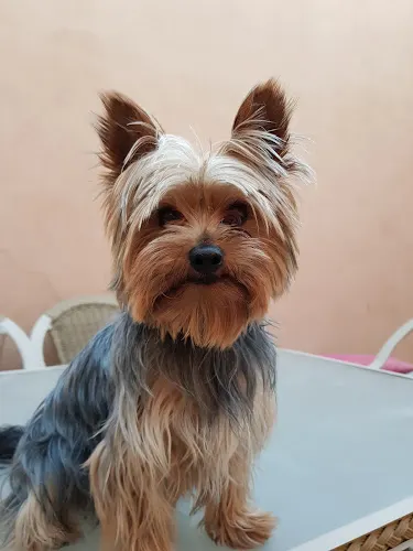 Oscaray Estilistas Caninos - Pinos (el)/Pinoso