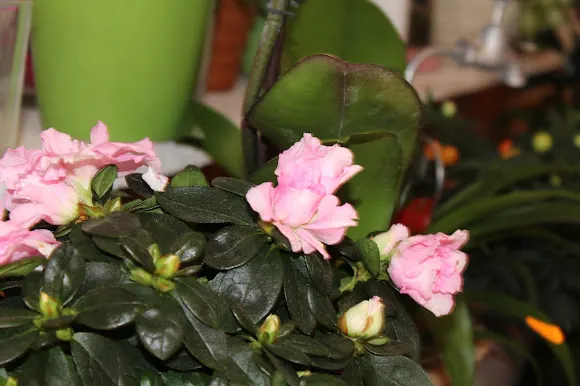 Floristería Bea - Elda