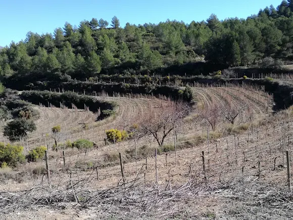 Mas de Sella - Sella
