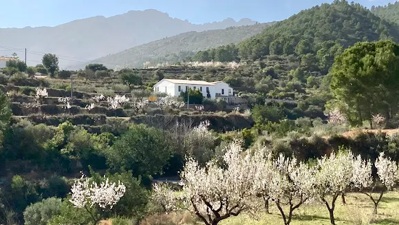 Los-Olivos