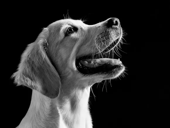 Animalaes - Fotografía de mascotas en Alcoy - Alcoy