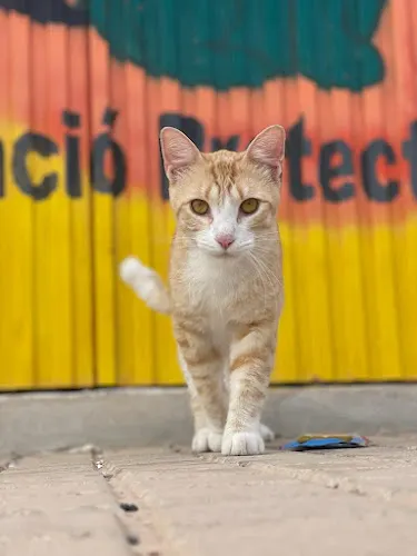 Pels Pèls - Protectora de animales en Crevillent
