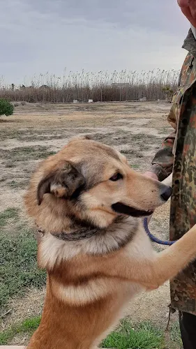 Dog-O-Tel - Catral