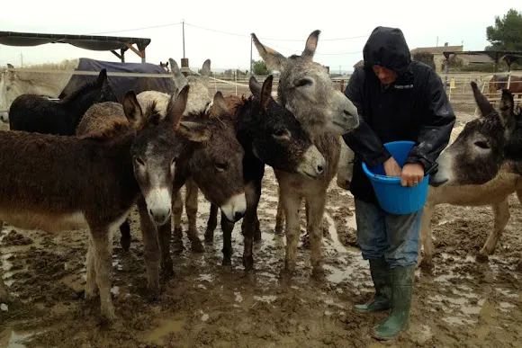 Easy Horse Care Rescue Centre - Rojales