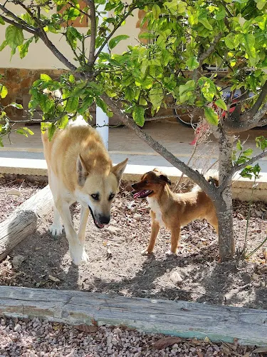 My Happy dogs - Guardamar del Segura