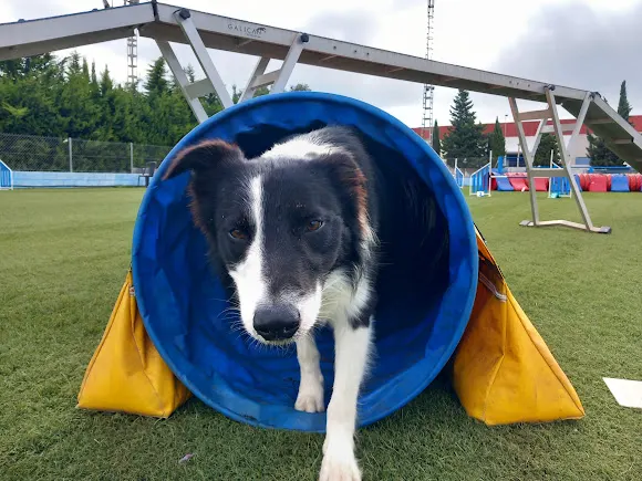 Club Agility Torrevieja