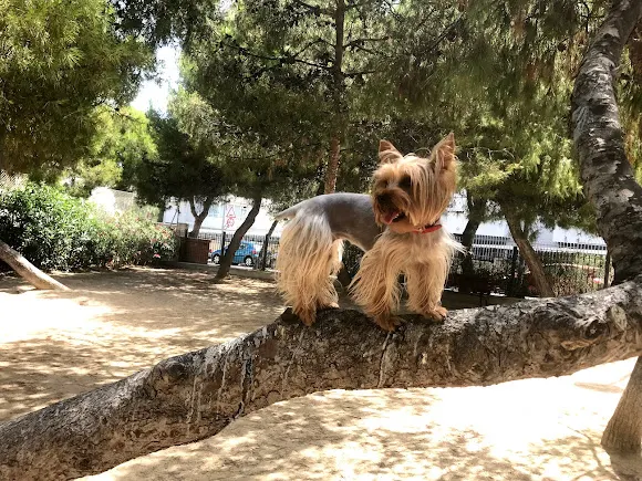 Zona para Paseo Libre de Mascotas