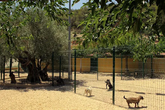 Residencia Canina El Realet - Finestrat