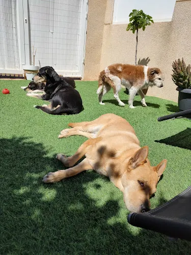 Divertidogs Santa Pola - Alicante