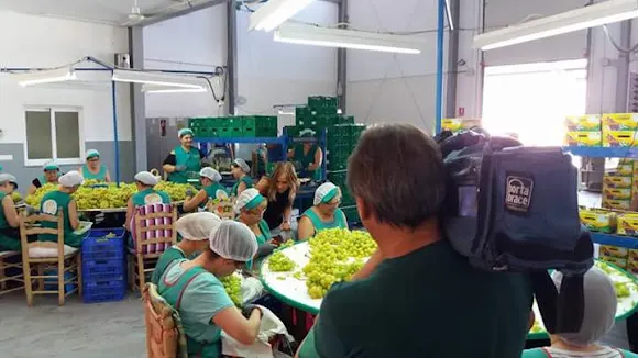 Frutas Velasco e Hijos, S.L. - Monforte del Cid