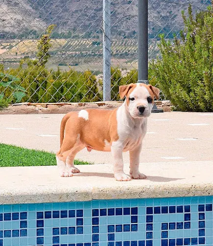 Pernales - Criador perros raza American Staffordshire Terrier - Biar