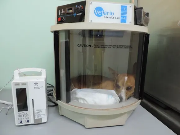 Vistavet Veterinarios 24h - l'Alfas del Pi