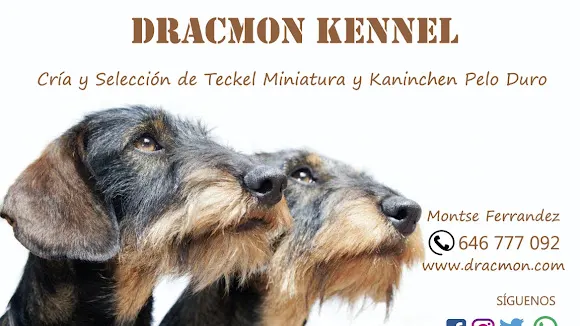 Dracmon (Teckels Alicante) - Elche