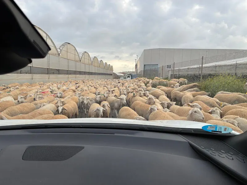 Asociacion Protectora de Animales Horadada - Pilar de la Horadada