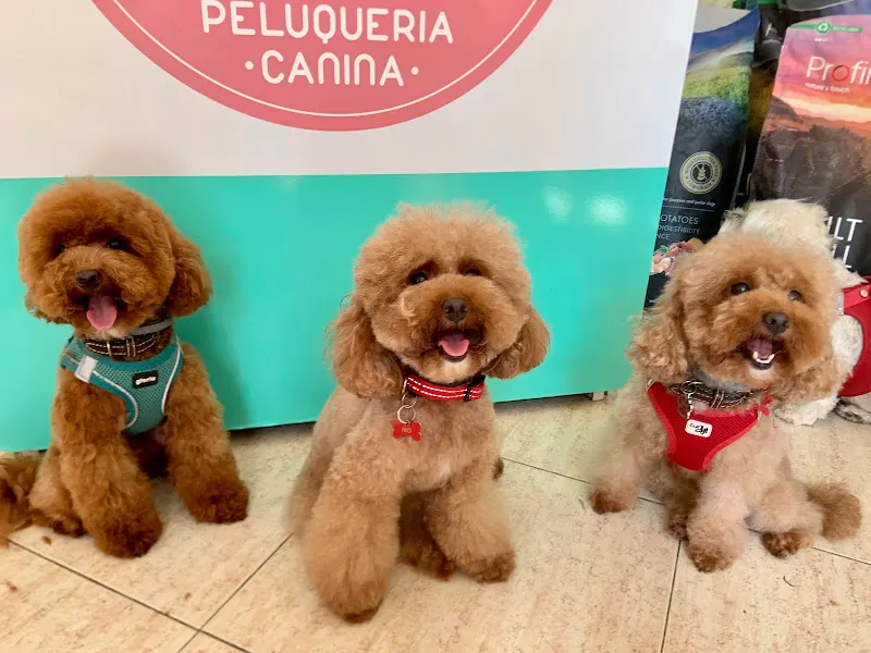 Peluqueria Canina Mas Cukki - Santa Pola