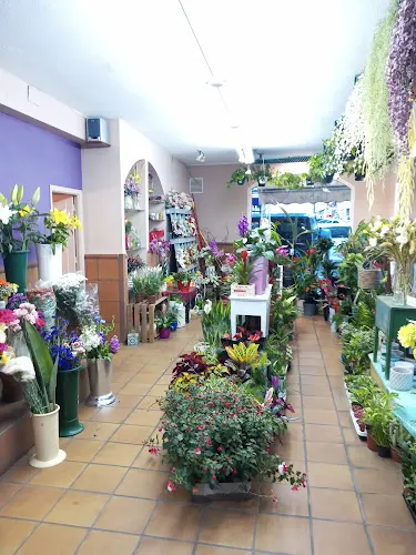 Arbre Floristería - Elche