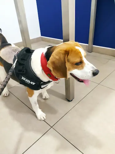 Fénix Hospital Veterinario 24H - Alicante - Alicante