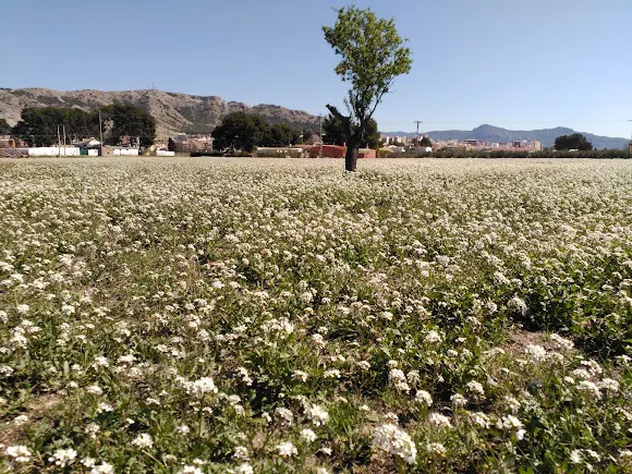 El Prado - Villena