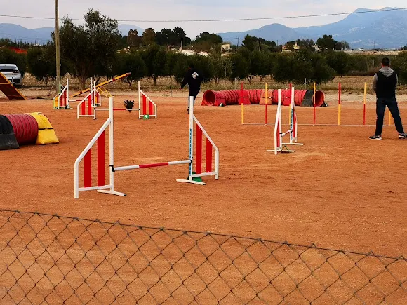 Agility la Japonesa