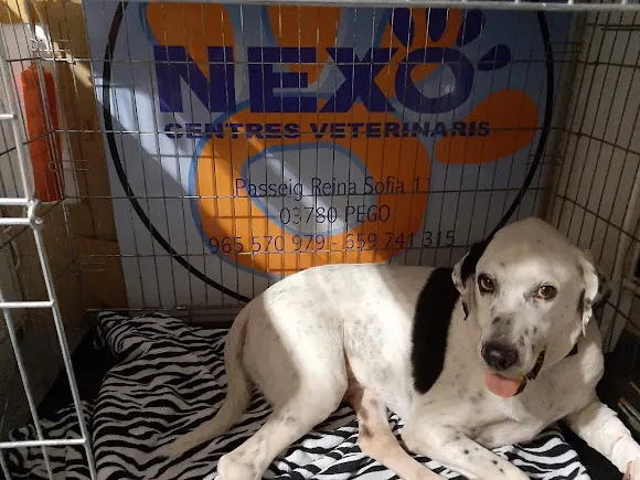 Clínica Veterinaria Nexo Pego