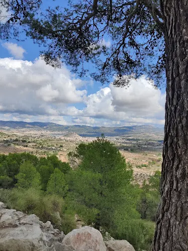 Pi del Litero - Castalla