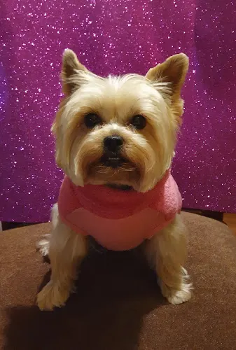 Peluquería Canina Mónica - Torrevieja