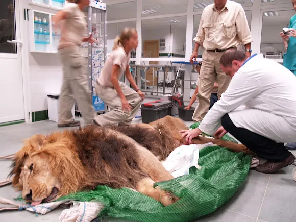 Centre Veterinari J.G. - Alicante
