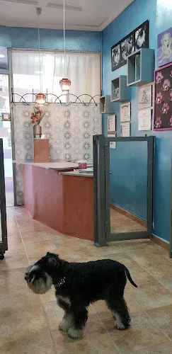 Burbucan Peluqueria Canina Alcoy - Alcoy