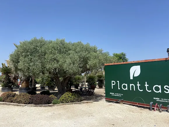 Planttas - Elche