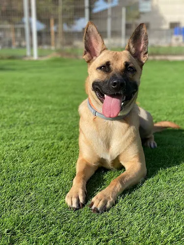 SilkyCan | Resort Canino - Elche