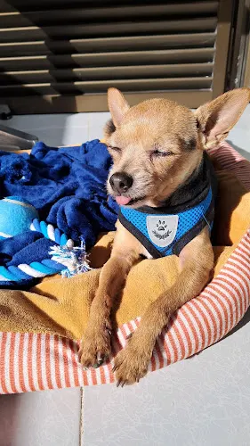 CALMA. Peluquería canina y spa - Finestrat