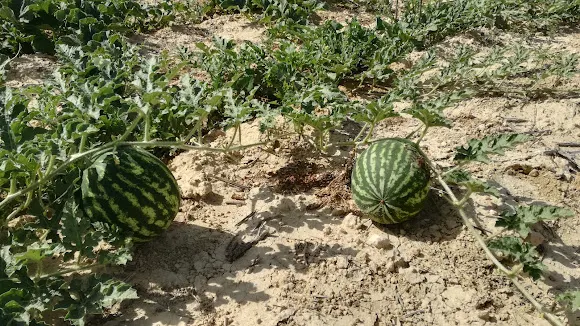 Huerta Ecologica Solidaria - Elche