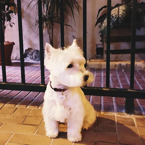 Como El Perro Y El Gato - Benidorm