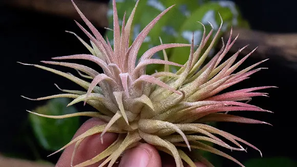 Plantas Para Terrarios - Ibi