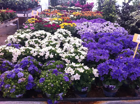 CENTRO JARDINERIA LOS ARENALES - Elche