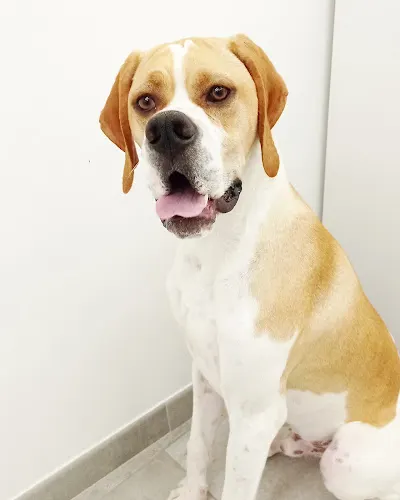 Peluquería canina Ami Tresor - Finestrat