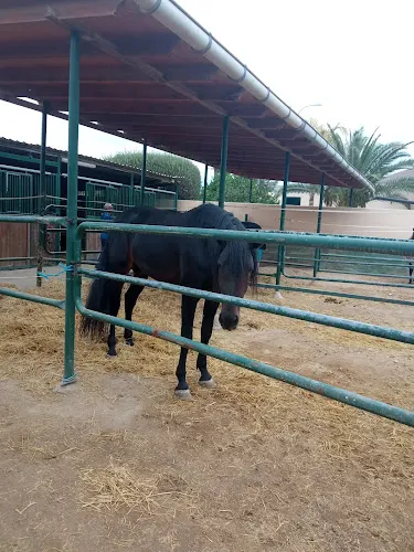 Yeguada Perona - Petrer