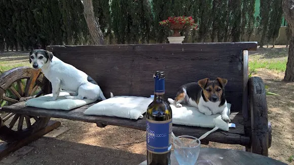 Pinsos El Fondó de les Neus
