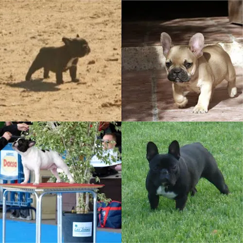 Carlbulls Kennel - Criador de Bulldog Francés & Criador de Carlino/Pug. - Alicante