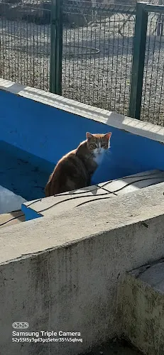 Hotel Canino y Felino El Rey de la Casa - cat & dog boarding kennels - Campello
