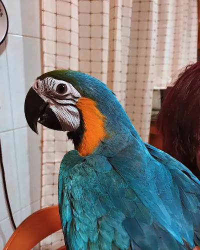 Clínica Veterinaria Amazonia - Elda
